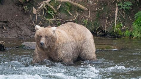 Controversy Brews Over Federal Plan To Reintroduce Grizzly Bears In