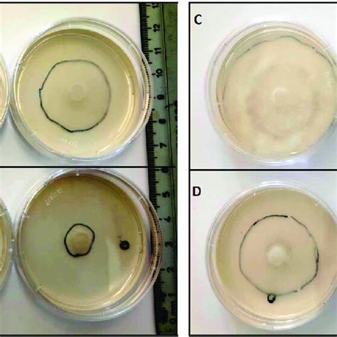 Mycelia Area Mm Of P Cinnamomi Growth In Pda Under Control