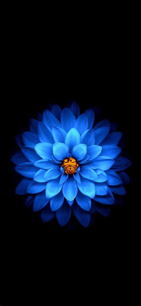 black flowered wallpaper 7