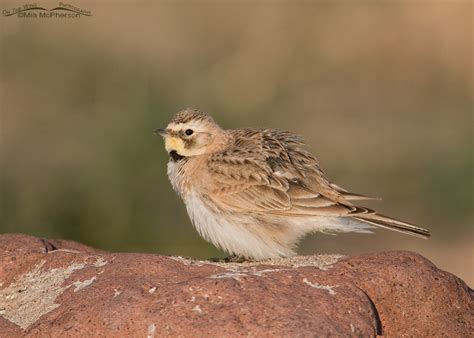 Fluffed Up Female Horned Lark On The Wing Photography