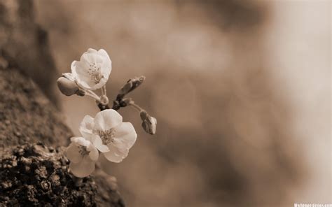 HD Sepia Flowers Wallpaper | Download Free - 140207