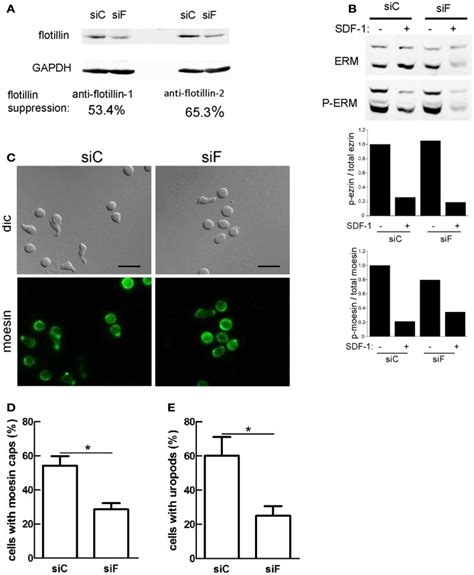 Reduction Of Flotillin And Expression In Murine T Lymphoblasts