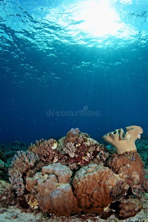 Amazing Underwater Seascapes Stock Photo - Image: 11582804