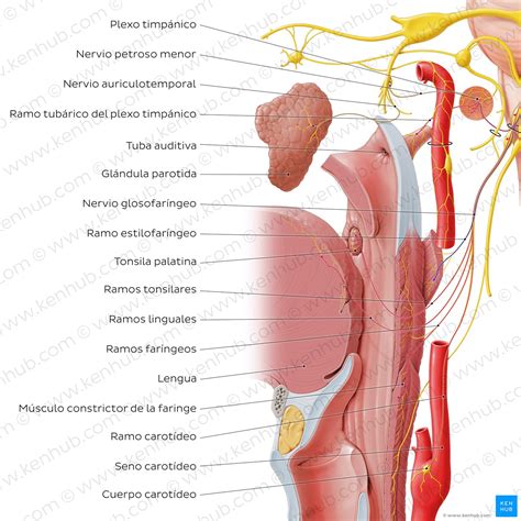 Nervio Glosofar Ngeo Anatomia Origen Funciones E Importancia Cl Nica