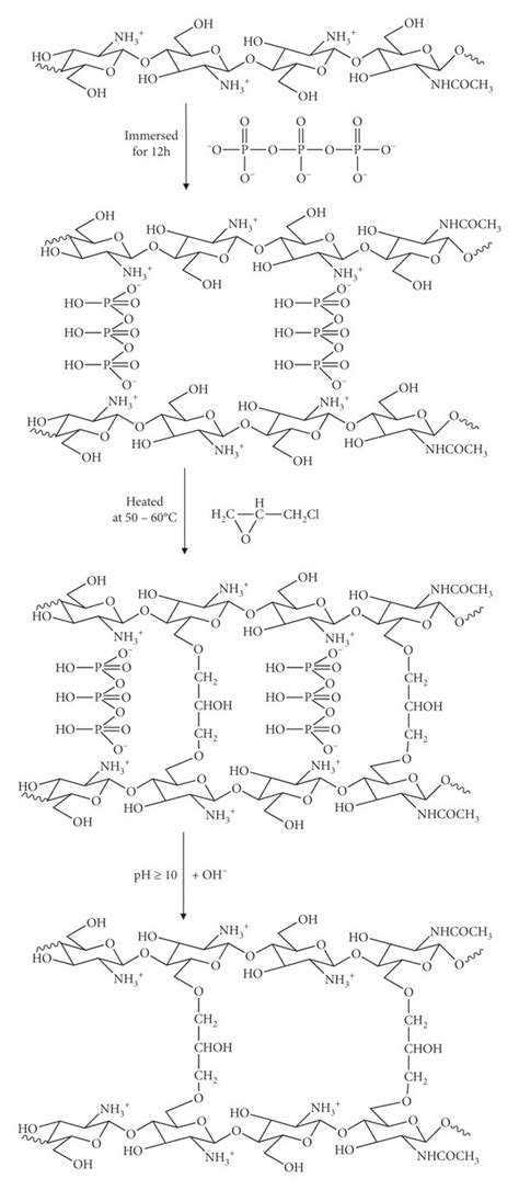 Reaction Steps For The Preparation Of Cross Linked Chitosan Beads