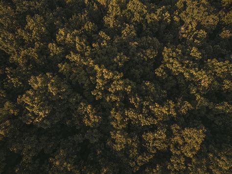 Bildet tre skog sollys tekstur blad blomst mønster grønn høst