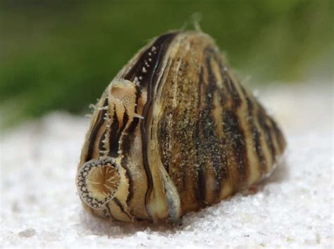Zebra Mussels - Invasive Species
