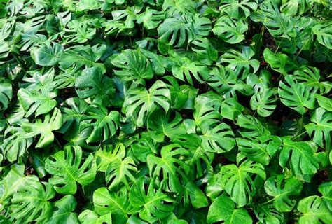 Premium Photo Monstera Delicosa Leaves Textured Background Leaves Of