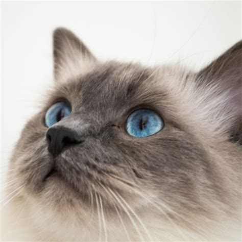 10 Easy Going Indoor Cat Breeds for a Relaxed Happy House