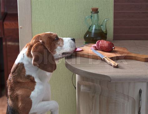 Cute Beagle Eats Smoked Sausage Stock Image Colourbox