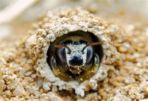 rid  ground bees digger bee control pest samurai