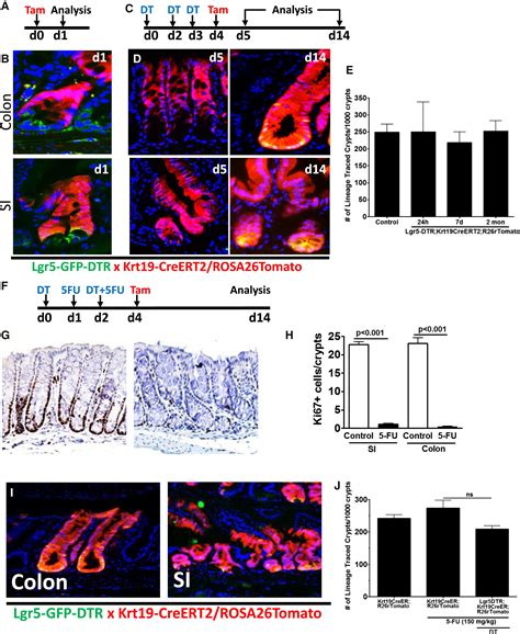 Krt19 Lgr5 Cells Are Radioresistant Cancer Initiating Stem Cells In