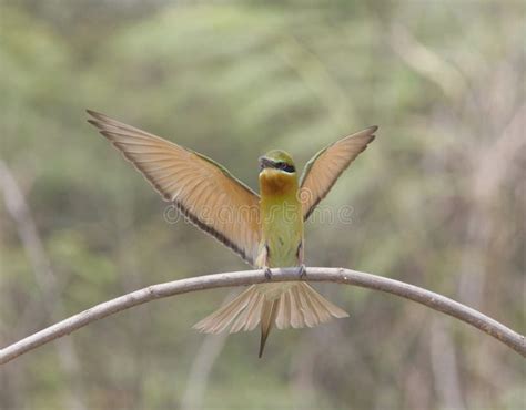 Flying Blue-tail Bee-eater (Merops Philippinus) Stock Photo - Image of beeeater, gorgeous: 36528010