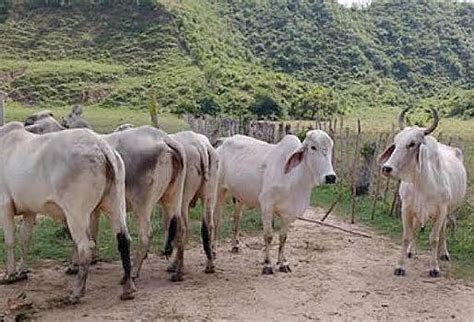 En Sucre Roban Ganado Todas Las Semanas CONtexto Ganadero