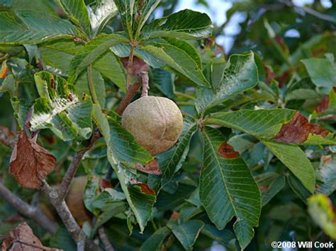 Yellow Buckeye Aesculus Flava