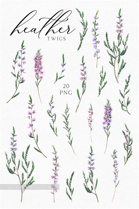 Watercolor heather pink flowers modern clipart heather clipart for