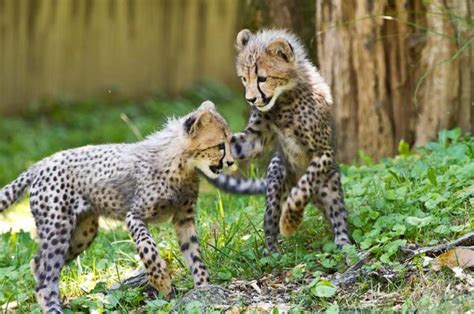 Do Cheetahs Make Good Pets? Everything You Need to Know! | 2023