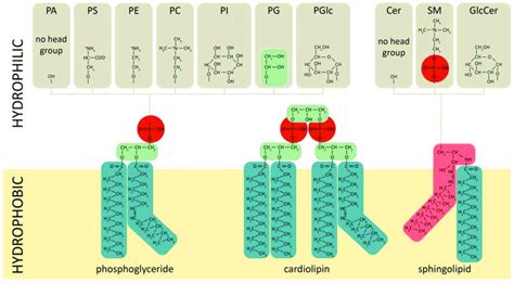 Phospholipids Types