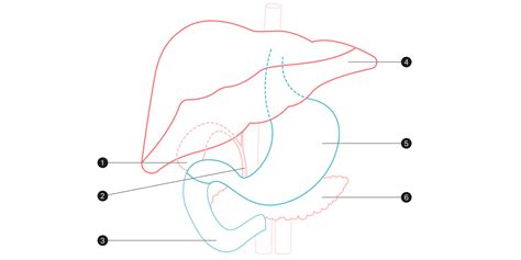 Vésicule biliaire Centres interdisciplinaires d oncologie