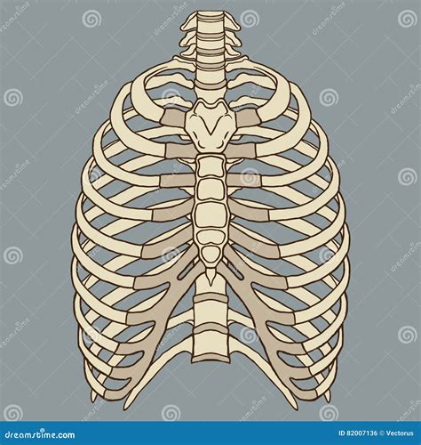 Rib Cage Anatomy Labeled Vector Illustration Diagram Stock Vector Human Rib Cage Anatomy