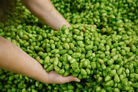 What Are Hops Everything You Need To Know Sierra Nevada Brewing Co