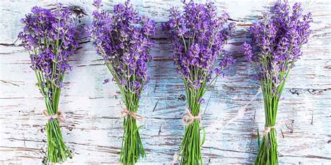 Aquí se explica cómo hacer brotes de lavanda en una taza para perfumar