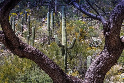 Coronado National Forest Sabino Canyon Mickmc