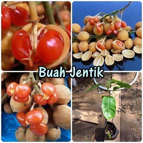 Pokok Buah Buahan Tempatan