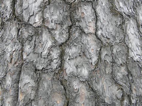 Fotos gratis árbol naturaleza rama madera textura el maletero