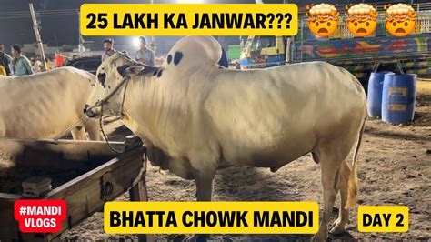 Bhatta Chowk Mandi Update 04 06 24 Qurbani Ke Janwar 2024 Eid