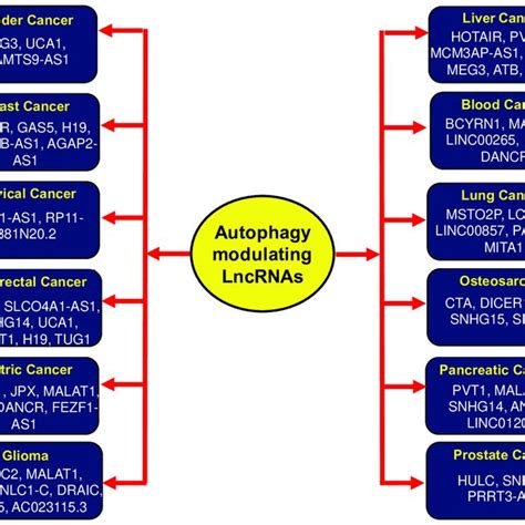 Autophagy Modulating Lncrnas Targeting Various Types Of Cancers Download Scientific Diagram