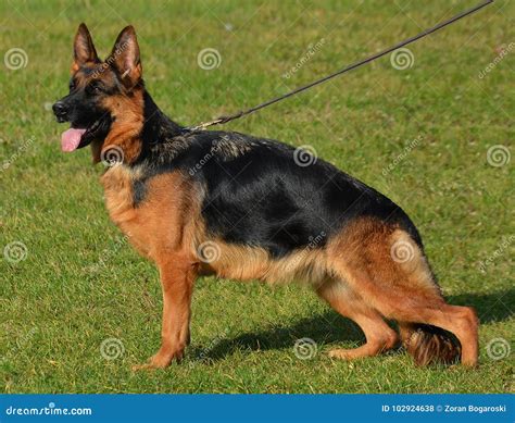 德国牧羊犬成年女性 库存照片 图片 包括有 牧羊人 移动 质量 德语 显示 成人 塞尔维亚 102924638