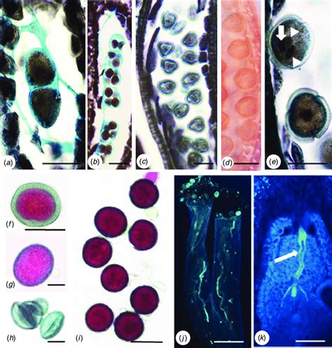 Microsporogenesis A B Pollen Development C E Pollen Viability Download Scientific