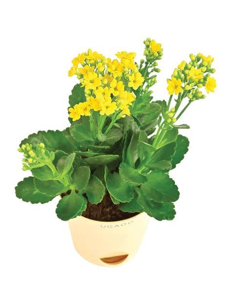 Ugaoo Kalanchoe Yellow Natural Live Indoor Plant With Pot Small