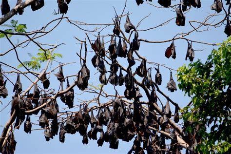 Giant Fruit Bat Philippines