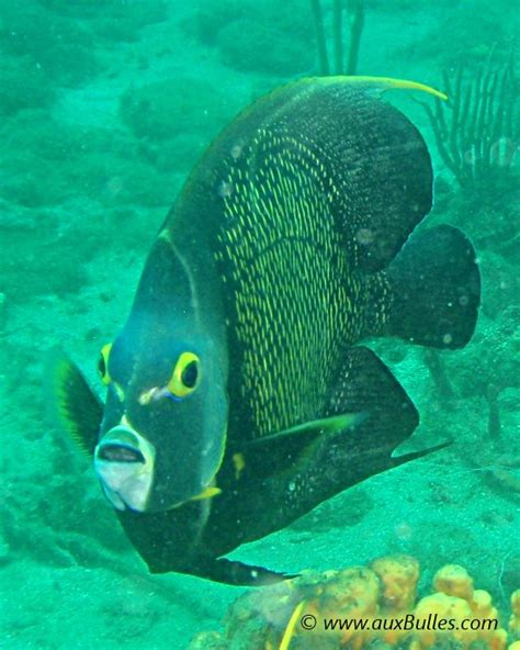 Le Poisson Ange Français Pomacanthus Paru Poissons Marins Vie Marine