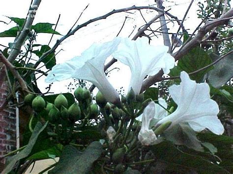 Plantfiles Pictures Ipomoea Species Morning Glory Tree Morning Glory