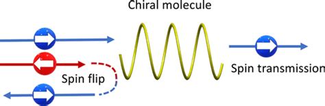 Unusual Spin Polarization In The Chirality Induced Spin Selectivity