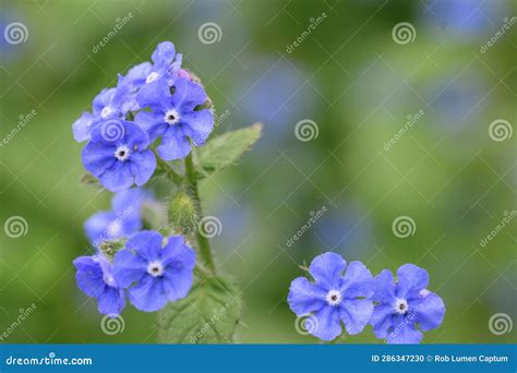 Green Alkanet Pentaglottis Sempervirens Blue Flowers In Close Up Stock