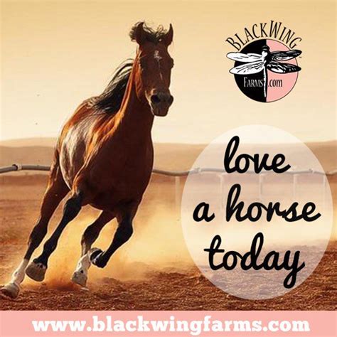 Blackwing Farms Blackwingfarm Twitter