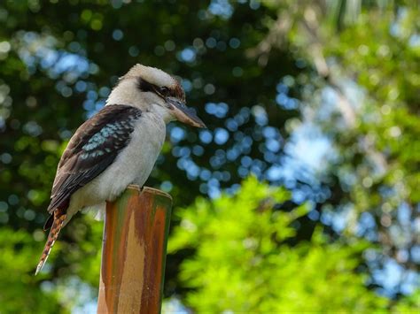 What Do Kookaburras Eat? (Complete Guide) | Birdfact