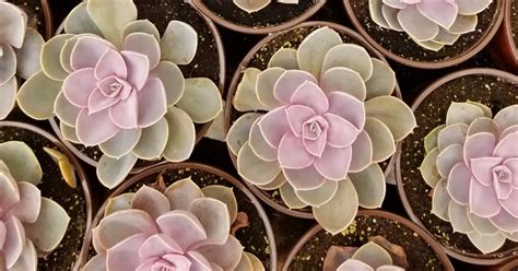 Echeveria Perle Von Nurnberg Growing Tall Succulentdotcare