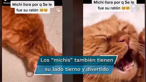 Video de gato que llora porque se le escapó su ratón es viral en TikTok