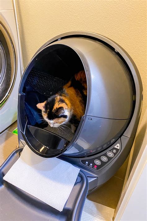 Litter Robot Connect Review Months With Senior Cats