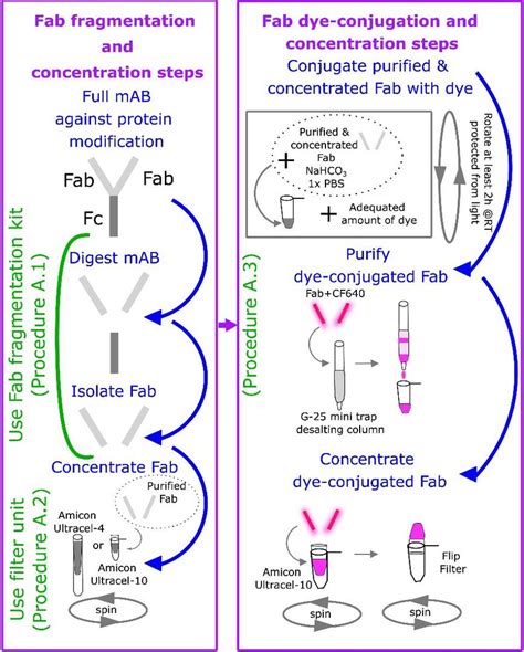 Major Steps In Fragmenting Labeling And Concentrating Antibodies Download Scientific Diagram