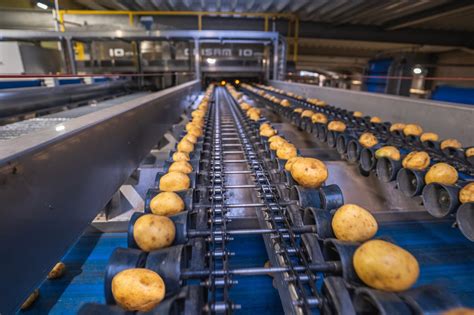 How Can You Improve Potato Grading Capacity And Reduce Labor