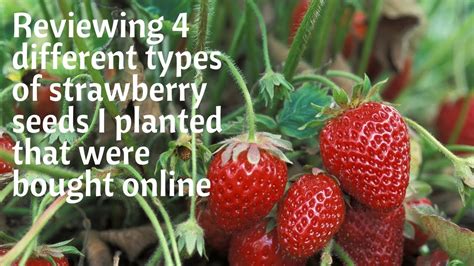 Comparing 4 Strawberry Varieties Bought From Seeds Online Youtube