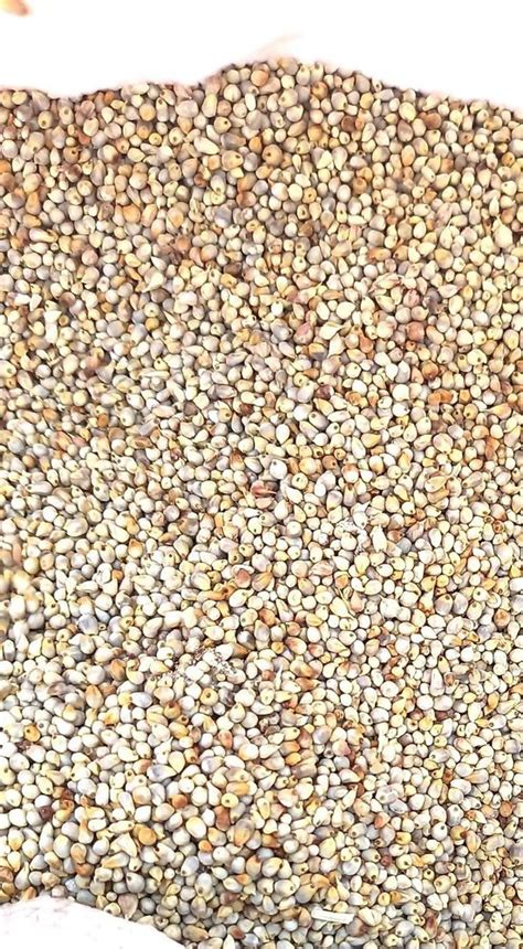 Natural Bajra Seed For Food Processing Packaging Type Pp Bag At Rs