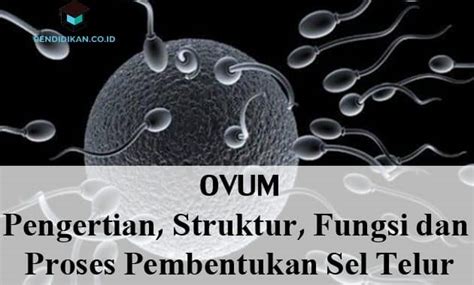 Ovum Pengertian Struktur Fungsi Dan Proses Pembentukan Sel Telur