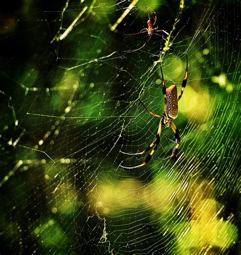 Orb Weaver Congaree Creek Heritage Preserve C Flickr